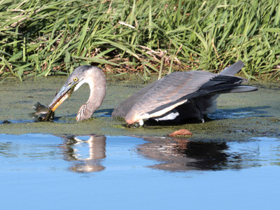 Click here to view at full resolution.