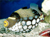 Just Clowning Around by Texan1968, photography->underwater gallery