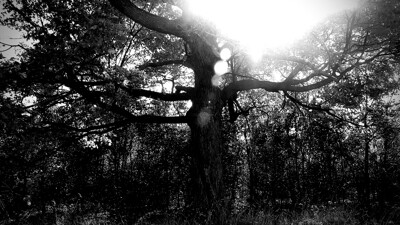 Click here to view at full resolution.