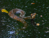 Cottonmouth by Mvillian, Photography->Reptiles/amphibians gallery