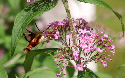 Click here to view at full resolution.