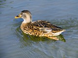 Female Mallard by bfrank, photography->birds gallery