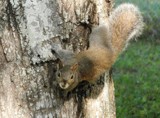 Backyard Squirrel by sunny184, photography->animals gallery