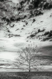 Sycamore Cloud Gaze by chris_f2005, photography->landscape gallery