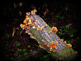 The Log and the Fungi by Flmngseabass, photography->nature gallery