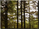 tree tops ... by fogz, Photography->Nature gallery tree tops ... by fogz, Photography->Nature gallery