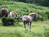 Do you think I will get in the Spanish Riding School? by johindes, Photography->Animals gallery