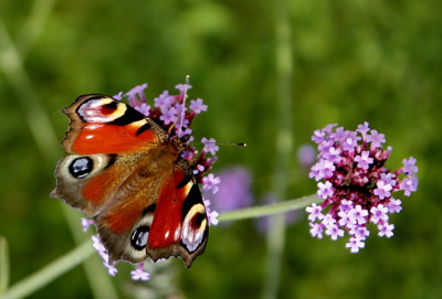 Click here to view at full resolution.