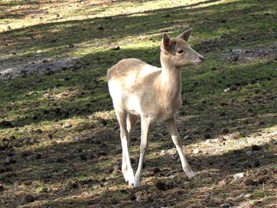 Click here to view at full resolution.