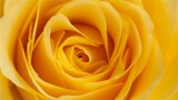 Mello Yellow by Texan1968, photography->flowers gallery