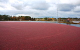 Cranberry Harvest by Tomeast, photography->food/drink gallery