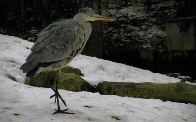 Click here to view at full resolution.