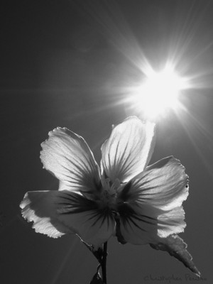 Click here to view at full resolution.