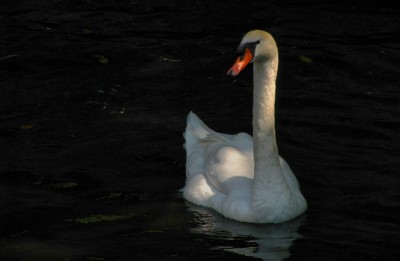 Click here to view at full resolution.