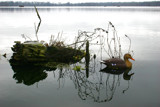 Lonely Decoy in the Middle of Winter by bryancito, Photography->Still life gallery