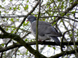 Up on the Tree by Ramad, photography->birds gallery