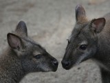 Kangaroos by Paul_Gerritsen, Photography->Animals gallery