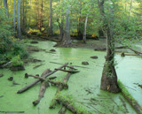 Swamp by Mvillian, Photography->Water gallery