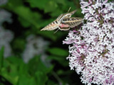 Get Your Hands on a Hummer by kidder, photography->butterflies gallery