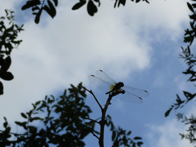 Click here to view at full resolution.