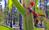 Stand Back Jack by 100k_xle, Photography->Insects/Spiders gallery