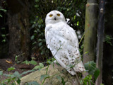 White Owl by Ramad, photography->birds gallery