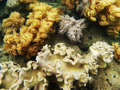 Click here to view at full resolution.