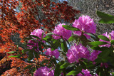 A Splash Of Color by jerseygurl, photography->flowers gallery