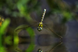 Nosey by biffobear, photography->insects/spiders gallery