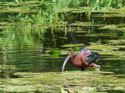 Click here to view at full resolution.