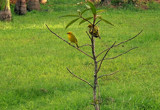 Courtship by ovar2008, Photography->Birds gallery