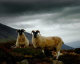 SCOTTISH SHEEP by LANJOCKEY, Photography->Animals gallery