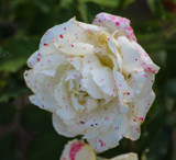 White Rose with Freckles by Pistos, photography->flowers gallery