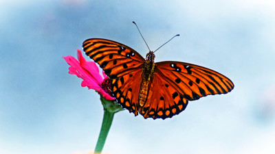 Click here to view at full resolution.