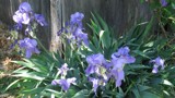 Flowers by the shed. by BarnArt, Photography->Flowers gallery