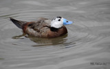 White Headed Duck by gonedigital, photography->birds gallery