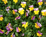 V is for Viola by trixxie17, photography->flowers gallery