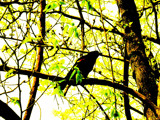 the black bird by tahaddi_challenge, Photography->Manipulation gallery