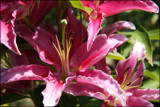 Pink lilies by LynEve, photography->flowers gallery