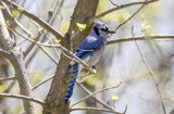 Another Blujay by rahto, photography->birds gallery