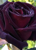 Black Baccara by Texan1968, photography->flowers gallery