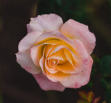 Rose Pink and Peach by Pistos, photography->flowers gallery