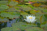 White Lily by Ramad, photography->flowers gallery