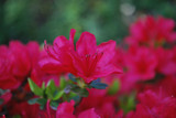 Pink Duo by anfodor, Photography->Flowers gallery