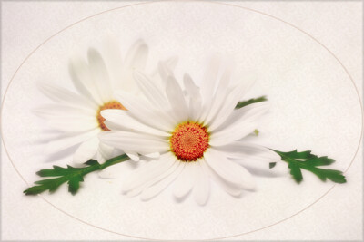 Click here to view at full resolution.
