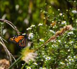 Monarch on Aster by Pistos, photography->butterflies gallery