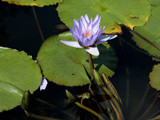 Water Lily And Friend by rahto, Photography->Flowers gallery