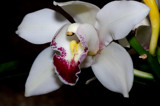 White Night by rahto, photography->flowers gallery