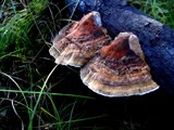 Sun-hats and  Sea-shells by snapshooter87, Photography->Mushrooms gallery