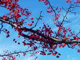 Berries &amp; Sky by wencele, Photography->Nature gallery